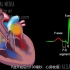 （中文字幕）3分钟动画→心脏传导系统的组成、生理及心电图原理！
