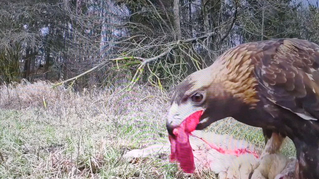 发现一只金雕吃兔子，这老鹰也太残忍了。