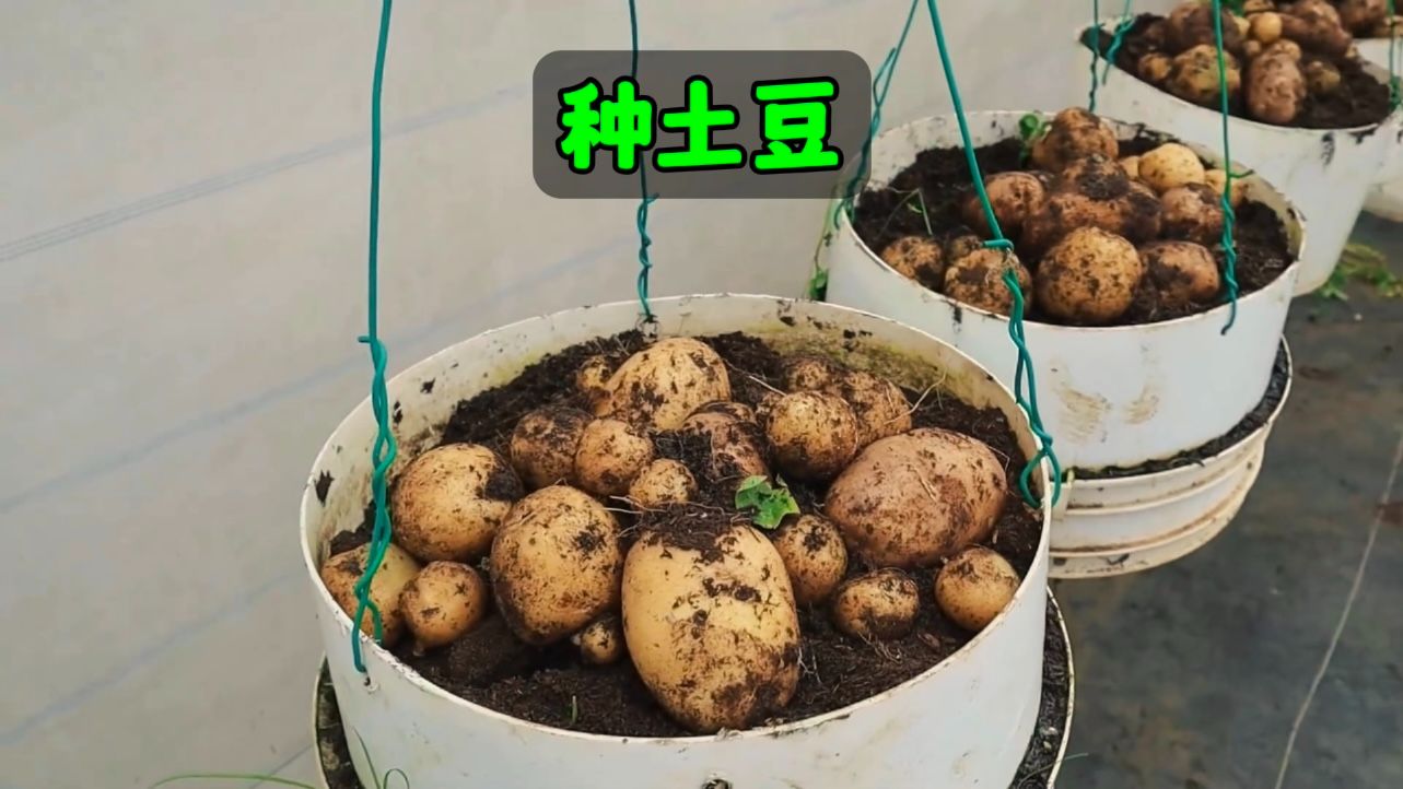 耗时82天，记录种植土豆的全过程！