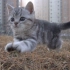 草地上奔跑的猫咪，每天巡视自己的领地