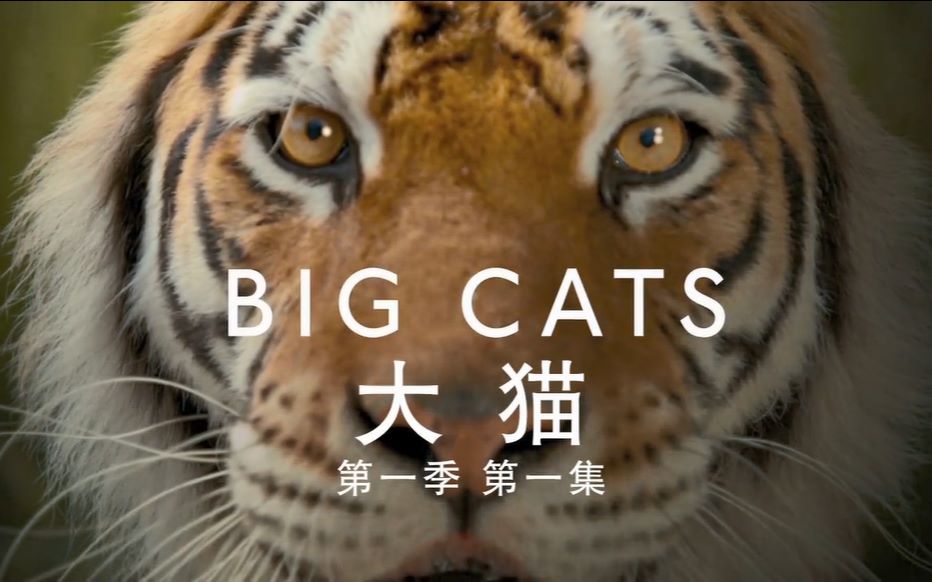 【大猫.BigCats】2018 BBC纪录片S01E01