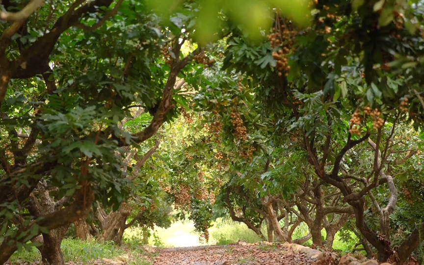 【空镜素材】甜甜的龙眼