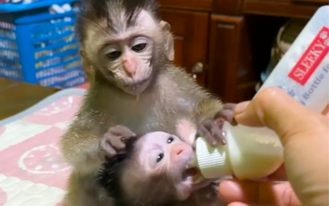 事实证明，膏药猴膏药的膏药猴只配膏药，不配喝奶