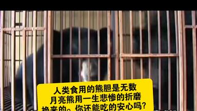 第一次听见有人把丧良心的敛财手段说的那么高大上“都是为了治病救人嘛！”如果说之前没有替代熊胆的药是不得已，那十多年前就已经有了替代药物，为何还不立法禁止<em class="keyword">活熊取胆</em>