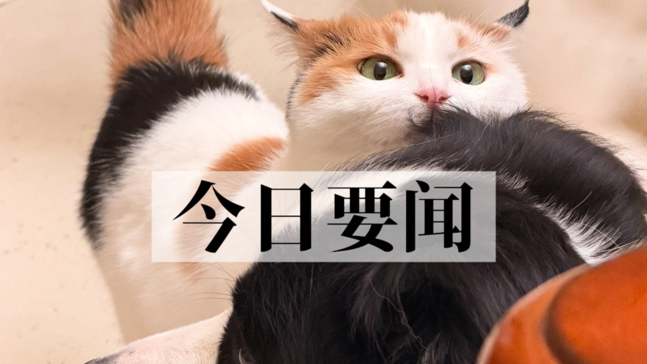 《小狗报纸》迎来忠实粉丝！