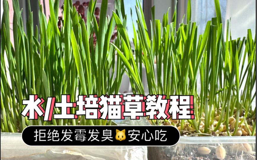 水/土培猫草教程｜拒绝发霉发臭🐱安心吃