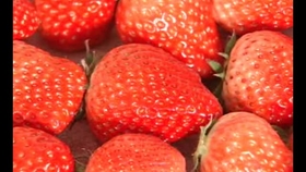 怎么种草莓的教学视频 9f5c05cc1ebb263b216396fe54c298ff12353ebd.jpg@280w_158h_1c_100q.jpg