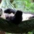 【大熊猫妮娜】吊床上的小仙女娜娜睡觉觉