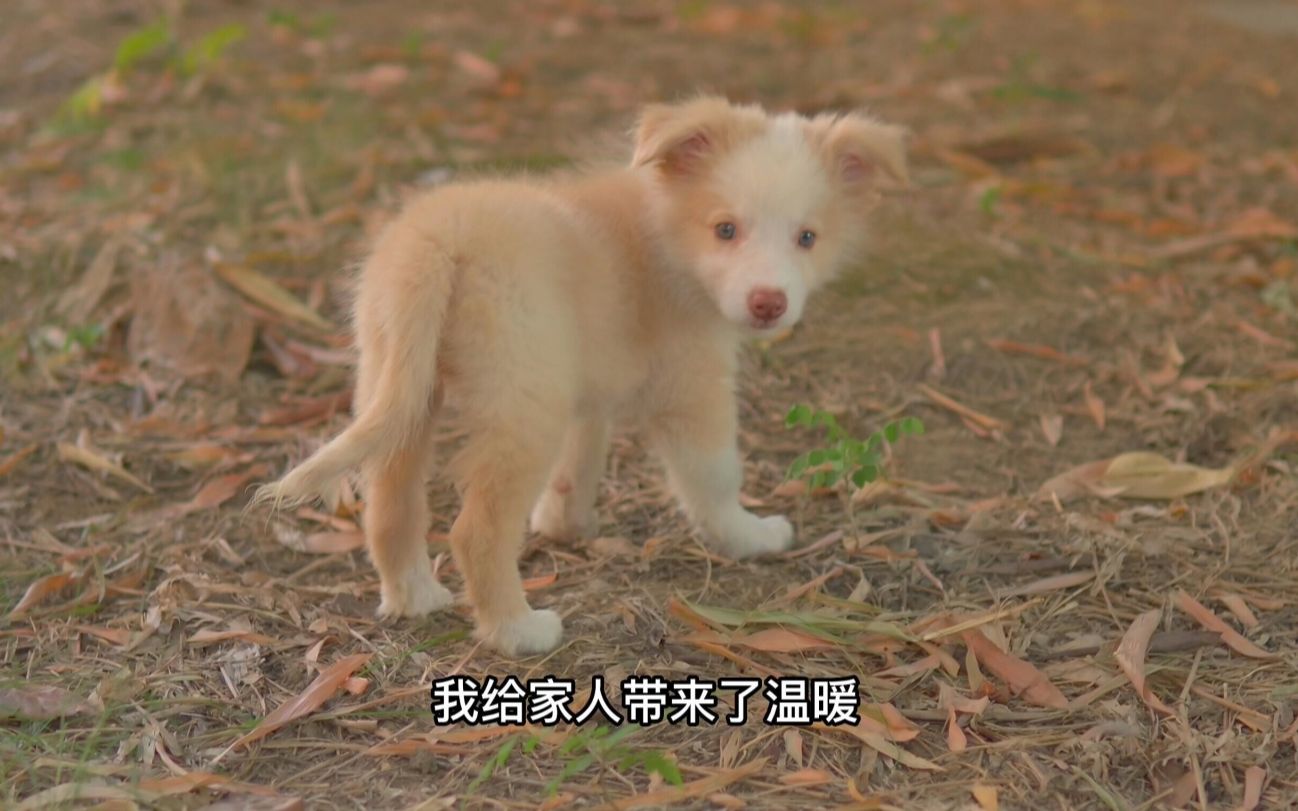 笨拙小狗的日记好暖