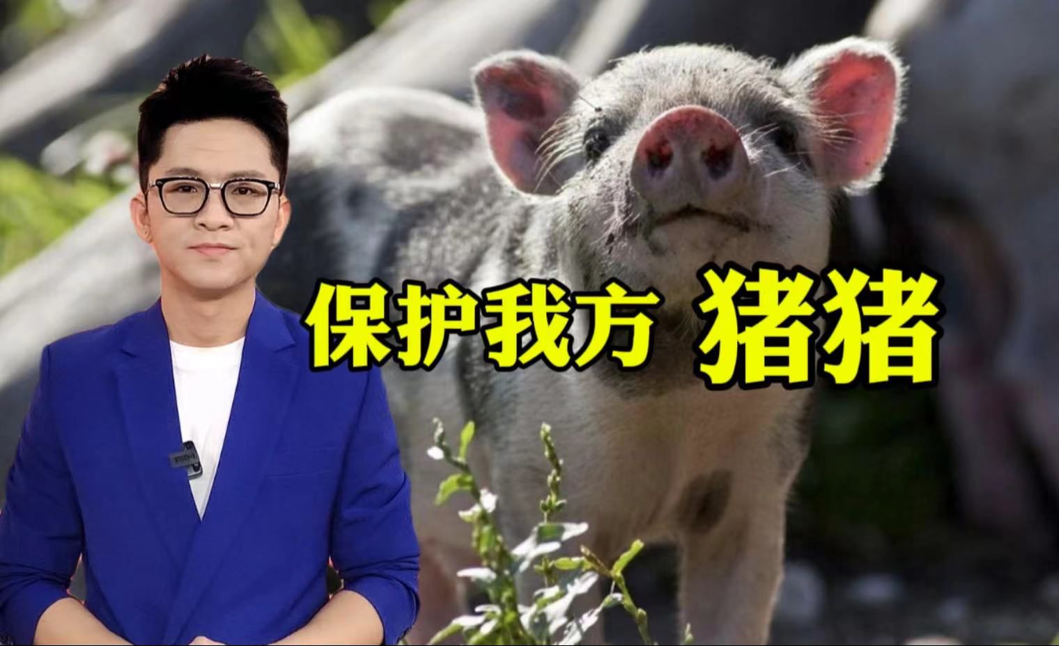 履职日记：守好生猪“中国芯” 吃上更美味猪肉【主播说三农】