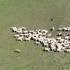 牧羊犬也要失业了 新西兰训练机器狗放羊