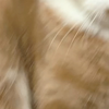 这种屎黄色的猫最有心机了