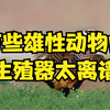 雄性动物生殖器进化太离谱！螺旋式、带刺的，鲨鱼竟然还有两根