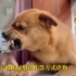 网红小狗主人：没有虐狗 都是表演8月8日，网红“小胖科学家”在直播中解释不存在虐狗行为。他称狗狗小胖是个戏精，视频中都是