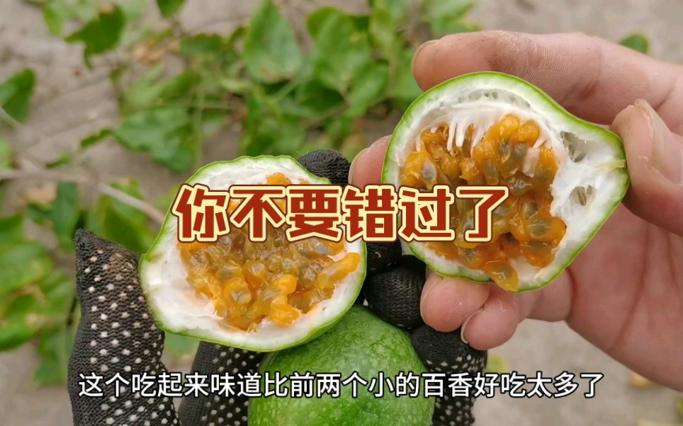 我用了一年时间来验证了盆栽钦蜜9号百香果，总结：你值得拥有它