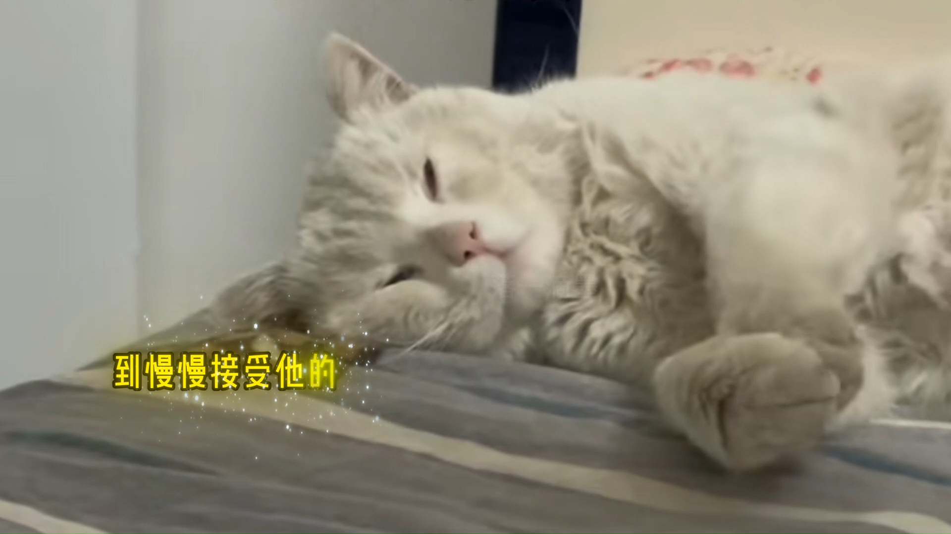 脏兮兮的流浪猫是如何让一对情侣跨越一千公里来带它回家？