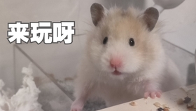 金丝熊仓鼠多少钱一只 9fee9da575b7392e1b863585eceeecf826f96bc5.jpg@280w_158h_1c_100q.jpg