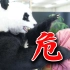 我在日本被熊猫袭击了