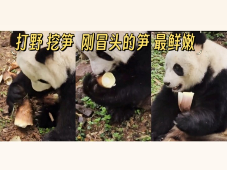竹海的大熊猫 自己挖笋吃 刚冒头的笋最鲜嫩！两姐妹都是挖笋高手