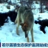 中国第一个狼生态保护站建立