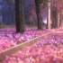 看不到三月的樱花不如来看看柳州的紫荆花
