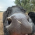 澳洲村口第一吃播最近为什么没更新呢 最近在喂牛