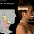 【头颈部解剖学】颈三角区边界及内容 | 颈前三角 颈后三角 | 颌下三角 颏下三角 | 动脉三角 枕三角 肌三角 | 医