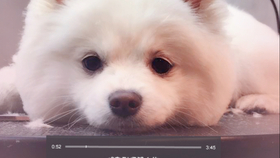 狗为啥怕放鞭炮呢 a0687481192089ee26175e9bf19bde7ab7368b80.jpg@280w_158h_1c_100q.jpg