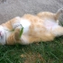 可爱大橘猫-Relaxing Cat Video（MB vids）