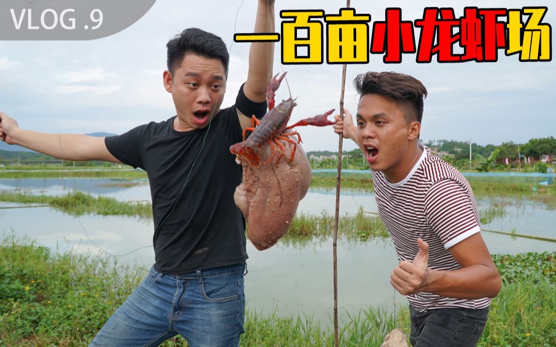 猪肝钓不到虾虾笼全爆笼一盘小龙虾一桌农家菜这农家乐过瘾小龙虾vlog