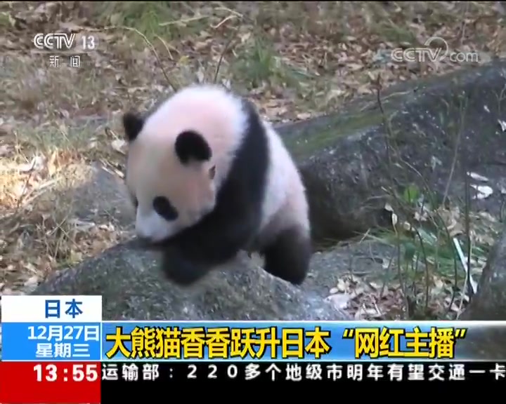 日本大熊猫香香跃升为网红主播