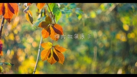 最近很火的歌曲野花香 a086d6f706959aa0f4ec46f5e485a4bddf8734be.jpg@280w_158h_1c_100q.jpg