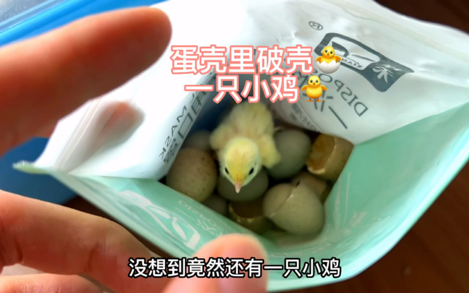 在一堆蛋壳中，发现了一只小鸡