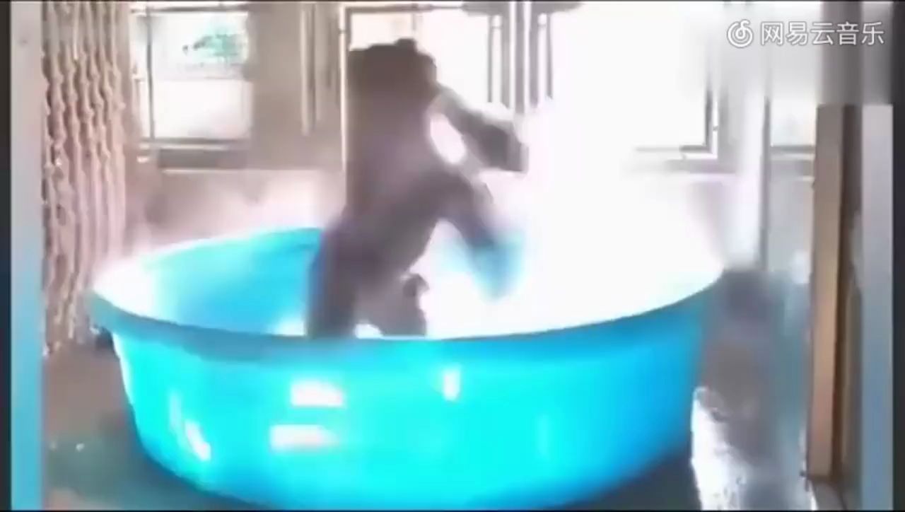 这猩猩差点就进化完成了，可惜BGM断了