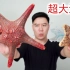 超大超漂亮的中国五角海星，我白嫖了4个，你们猜会翻车吗？