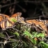 黑脉金斑蝶现在是濒危物种--
