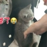 瞎眼蓝猫救助记1【动物救助】sixcat日常