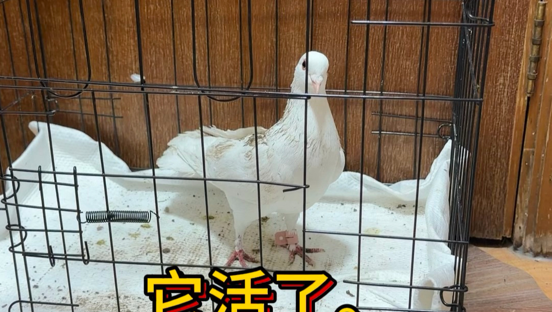 这个鸽子到底怎么回事..