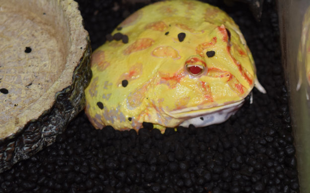 角蛙饲养的小教学和推荐(淡定的吃货君- -)视频