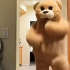 小熊跳舞原视频