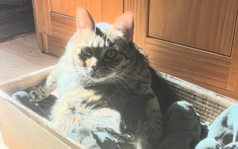 Kitten: why is this weirdo staring at me and filming?