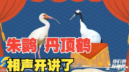 山东朱鹮、丹顶鹤带来爆笑相声《说鸟年》｜我们的好朋友春节特辑