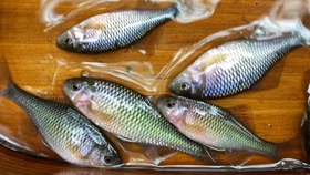 鳑鲏怎么钓得多 a0e387db918f5110dd7ef03d144707897a23199a.jpg@280w_158h_1c_100q.jpg