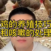 小鸡咳嗽怎么办用什么 养鸡的技术和方法 鸡咳嗽是什么原因引起的 小鸡咳嗽是怎么回事