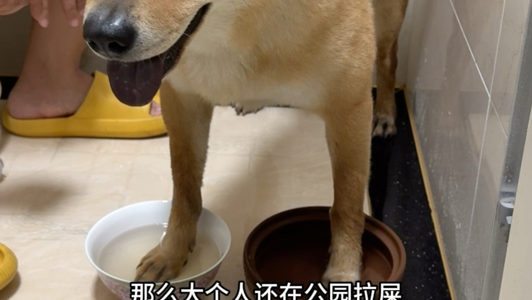 脚气狗