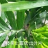 夏威夷椰子这样养护，生长旺盛，叶片翠绿不黄叶！