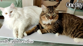 小猫咪可爱视频大全 搞笑合集 a10ebb8e7c76a908327937e8858e51d2269f9247.jpg@280w_158h_1c_100q.jpg