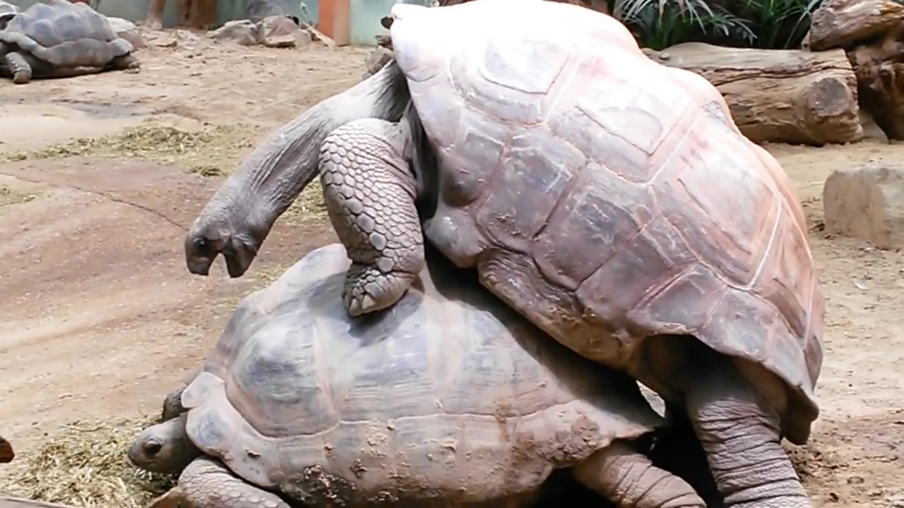 老龟推车 aldabra giant tortoises mating loudly (720p)