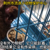 #荆州 救助的瘫痪泰迪后续来了#善待动物关爱生命 #禁止遗弃 #流浪动物救助