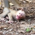 坏猴子露娜被莉比教训后，疯狂虐待自己的小猴崽露西